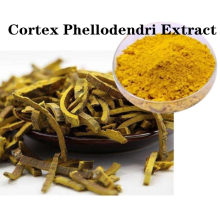 Buy online raw materials Cortex Phellodendri Extract powder