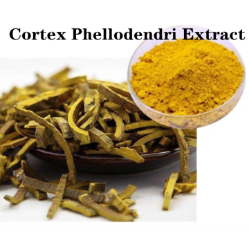 Buy online raw materials Cortex Phellodendri Extract powder