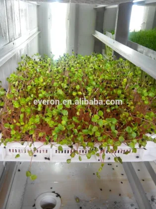 500KGS Barley Sprouts Machine ! New Animal green Feed Choice