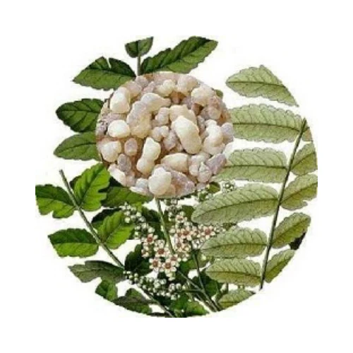 Boswellia Serrata Extract