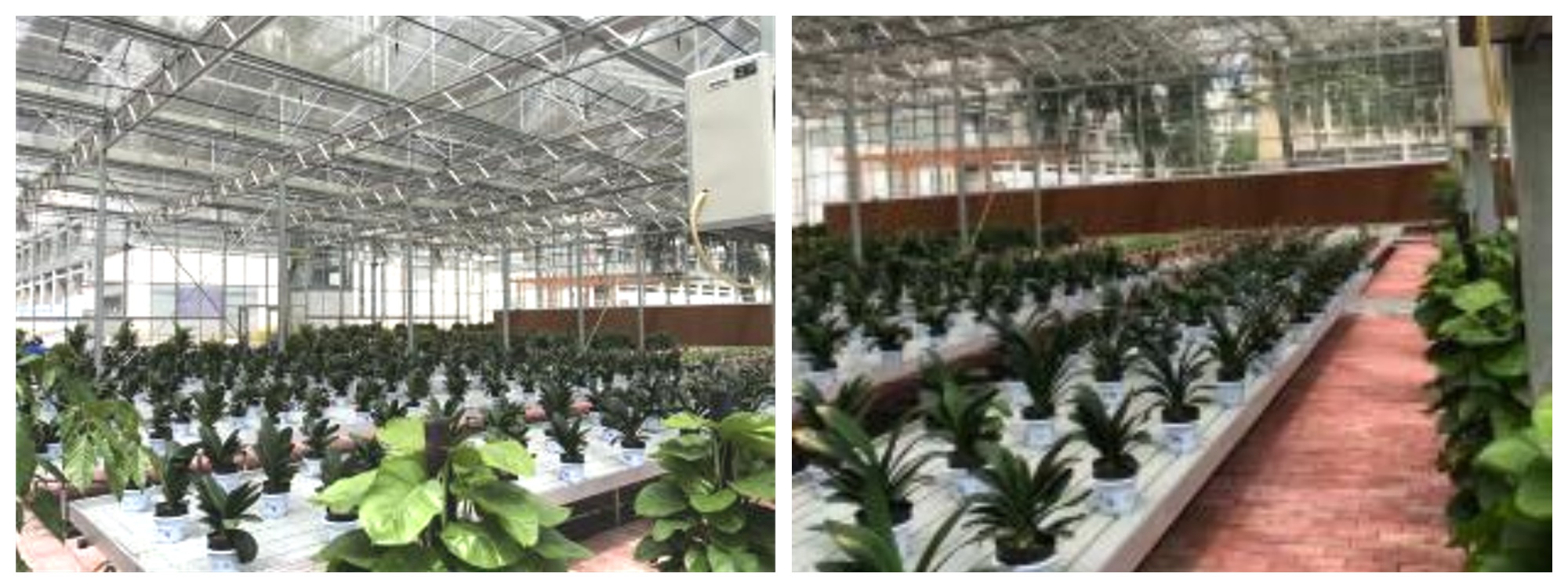 Zunyi School Hydroponics and Soilless Cultivation Project