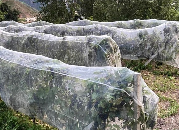 HDPE Agriculture Insect Net com UV tratado