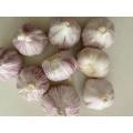 4,5 cm kleiner Knoblauch