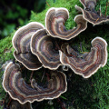 Polvere di coriolo versicolor di vendita calda con polisaccaride