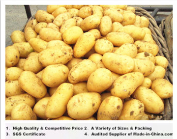 China Sweet Potato