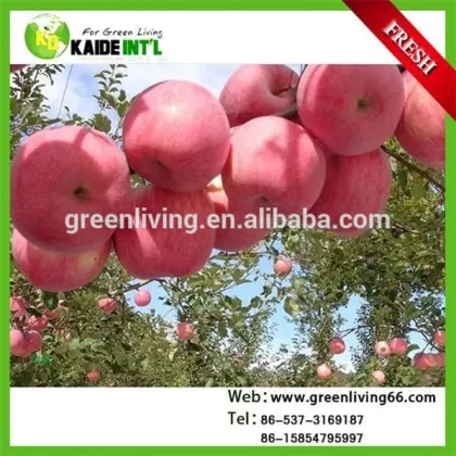 Red Fuji Apple With Low Price And High Quality