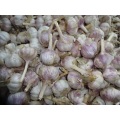 2020 Fresh Garlic Price