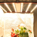AGLEX 700W LED는 의료용 식물을 위해 빛을 자랍니다.