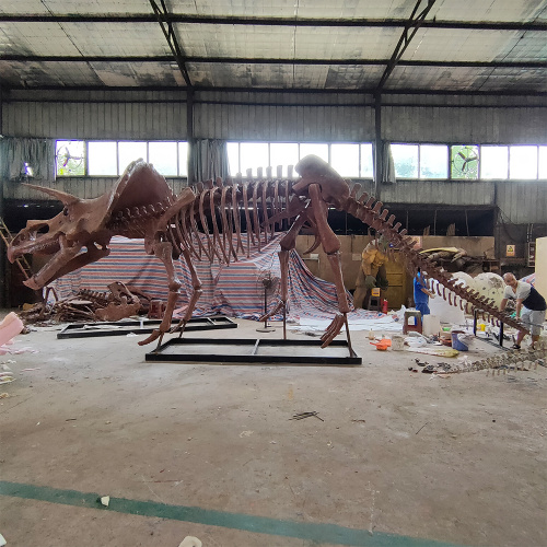 Full Size Dinosaur Skeleton Triceratops Skeleton for Sale