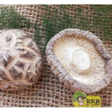 Dried White Flower Shiitakes Mushroom Whole