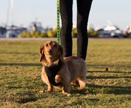 Walking Breathable Mesh Dog Harness for Puppies