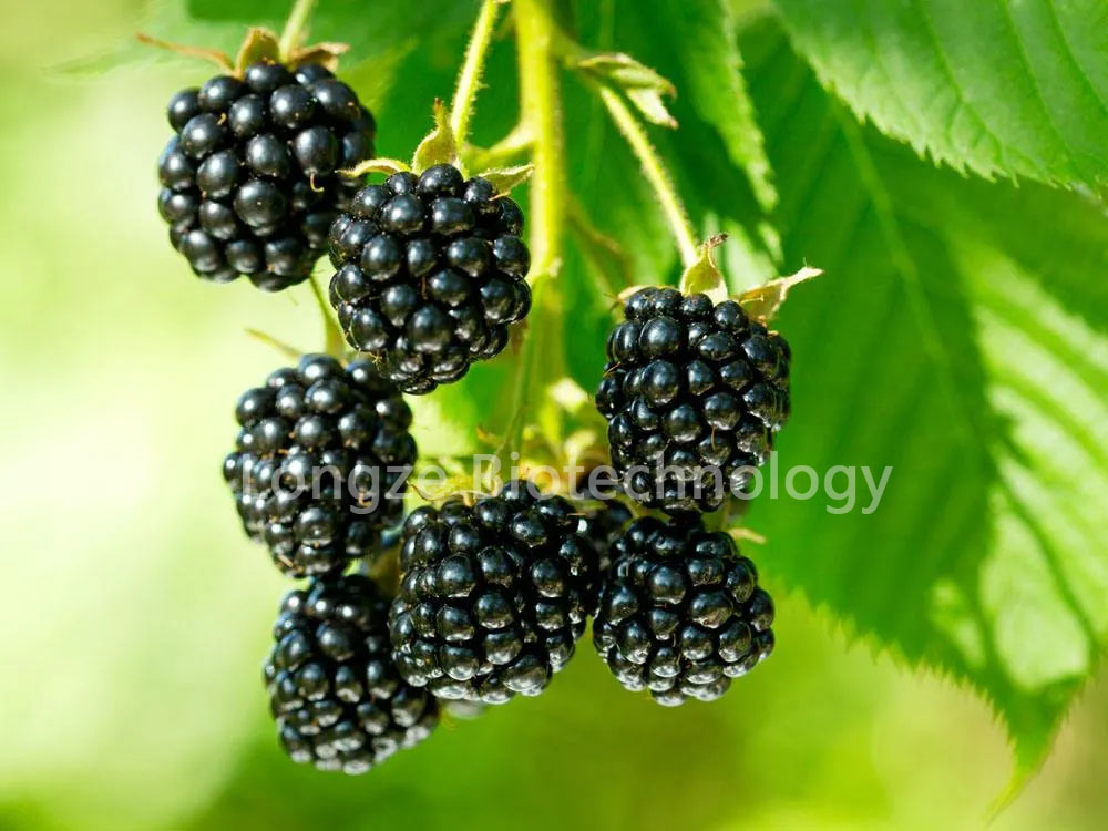 Excellent blackberry extract1