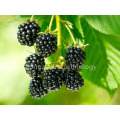 Best High Quality Blackberry Extract