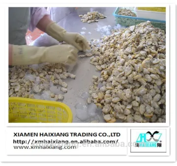 Wholesale frozen yellow baby clam meat