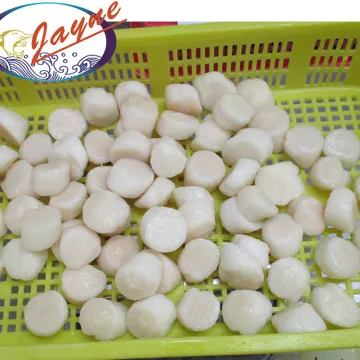 Dried Scallops Japanese Sea Frozen Scallops Meat For Sale High Quality And Good Price