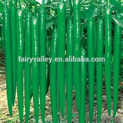 Dark green peel Chilli Pepper Seeds chinese vegetable seeds-Zao Wang Zi