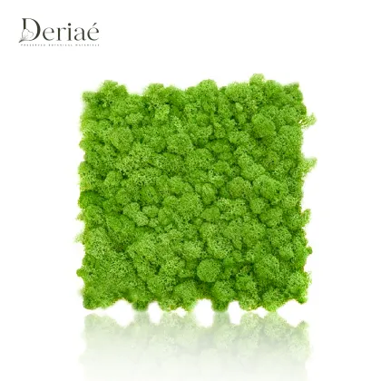 Natural Preserved Moss Slice