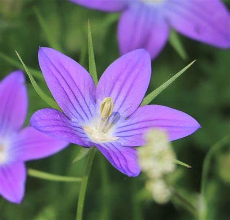 Natural Platycodon Root Extract Campanulaceae Extract