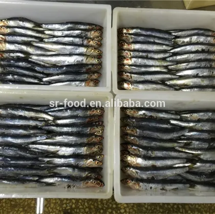 Frozen block anchovy