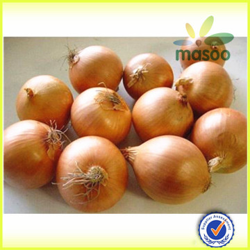 yellow onion specification