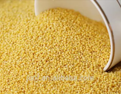 Chinese millet, yellow millet, good quality millet, panicum millet, glutinous or non-glutinous millet(794)