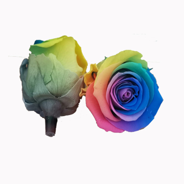 Yunnan Kunming Wholesale Rainbow Preserved Roses