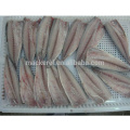 Export Cinese Filochere Mackerel Pacific Mackerel