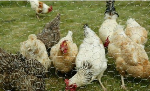 Chicken wire mesh,pvc coated chicken mesh