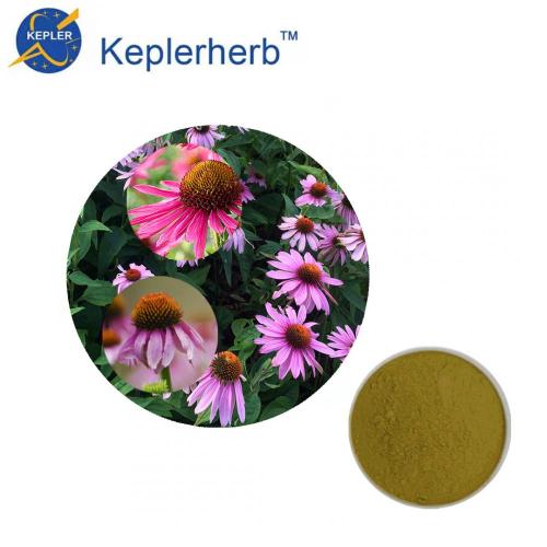 Planta de extracto de Echinacea Purpurea