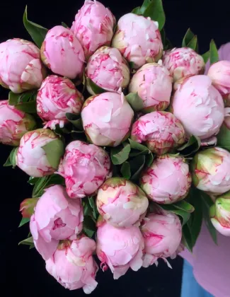 Paeonia lactiflora 'Sarah Bernhardt'