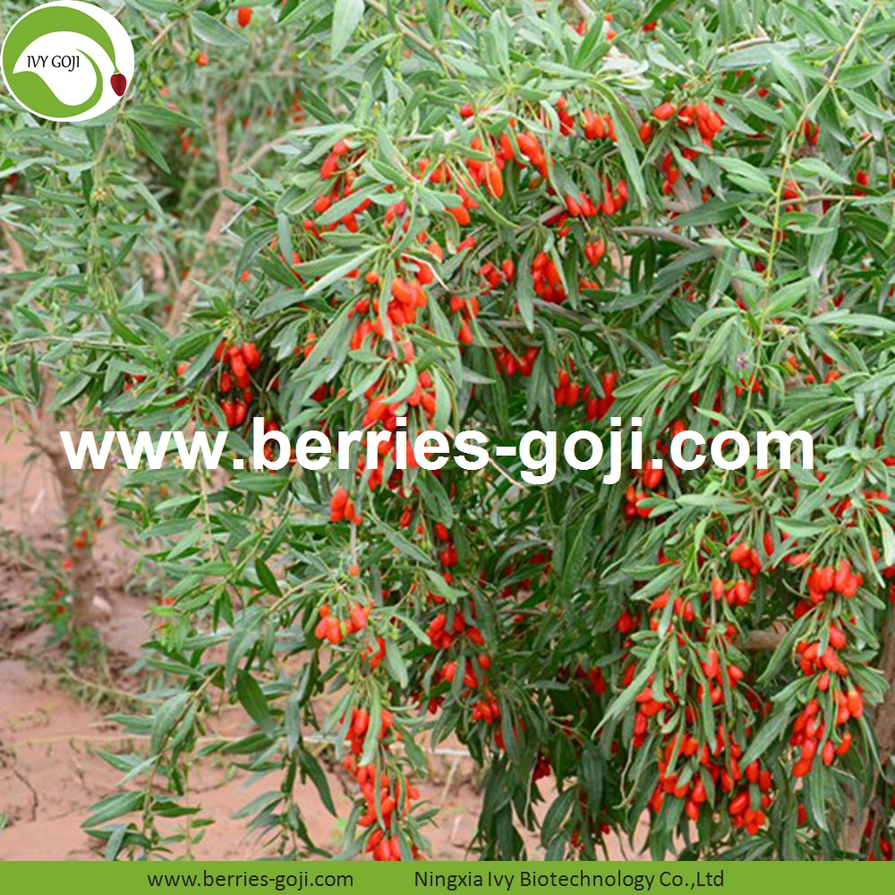 goji berry