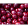 Acerola fruit extract acerola cherry extract