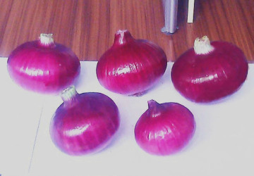 Fresh Red Onion (SGS Certification)