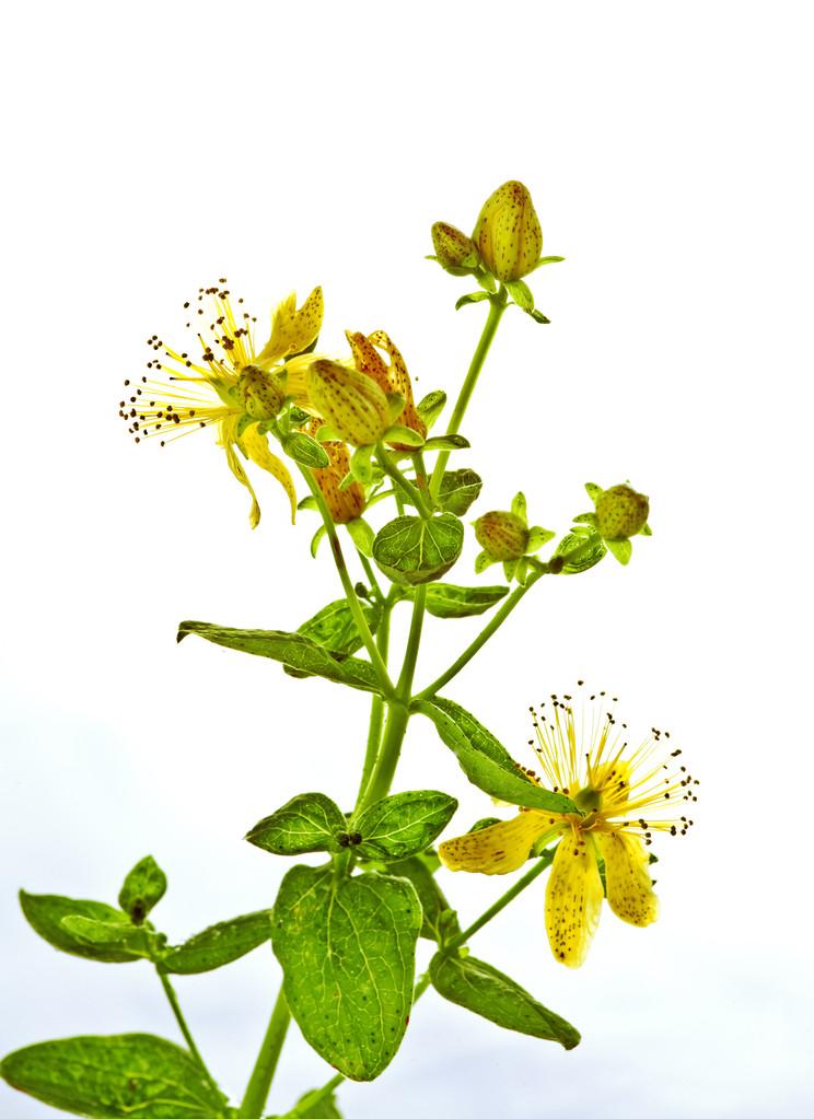 st john wort