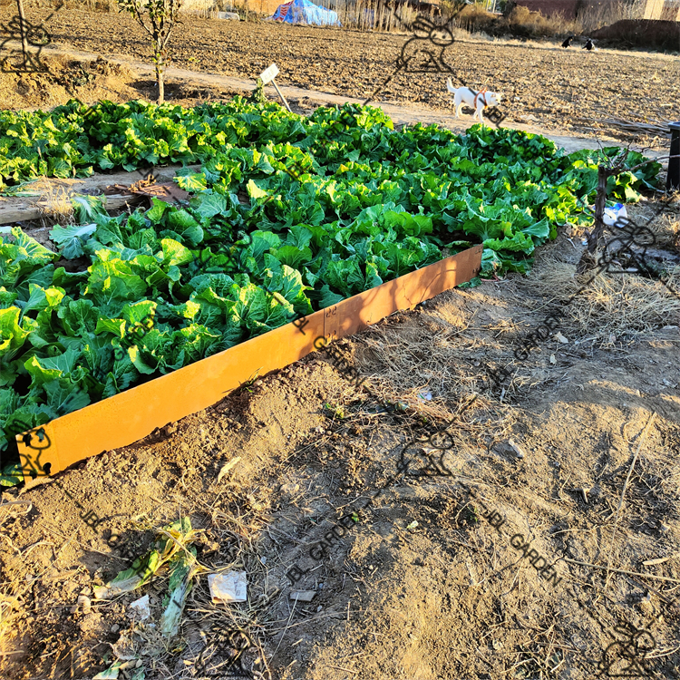 Teel Edging Corten Steel Evening for Landscaping