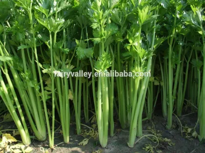 Hybrid high yield celery seeds for growing-Shery