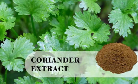 Coriander Extract (3)