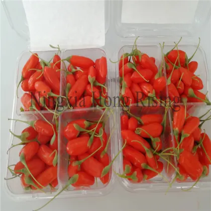 Fresh Himalayan goji berries wild wolfberries