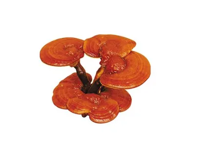 Natural High Quality lucid ganoderma extract