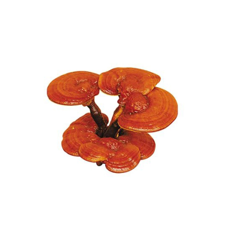 Natural High Quality lucid ganoderma extract