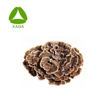 Natural trametes versicolor extract 30% polysaccharide