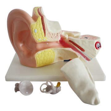 3X Enlarged Teaching Model: Detailed Human Anatomy Focus on Inner Ear Display