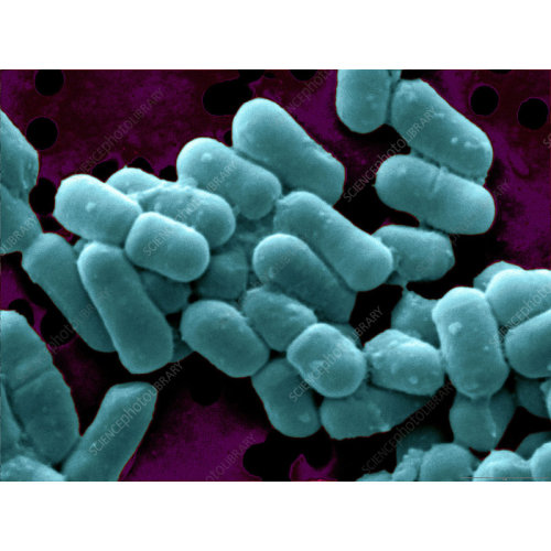 Food Grade Bulk Probiotics Lactobacillus Fermentum Powder