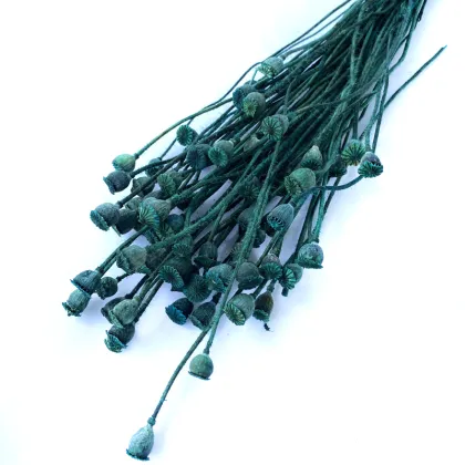 Wholesale Natural Dried Preserved Poppy Fruit for Wedding Decor