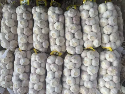 Real orgin jinxiang fresh garlic