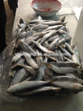 New arrival Fish Product Type and Frozen Style Frozen Sardine For Bait