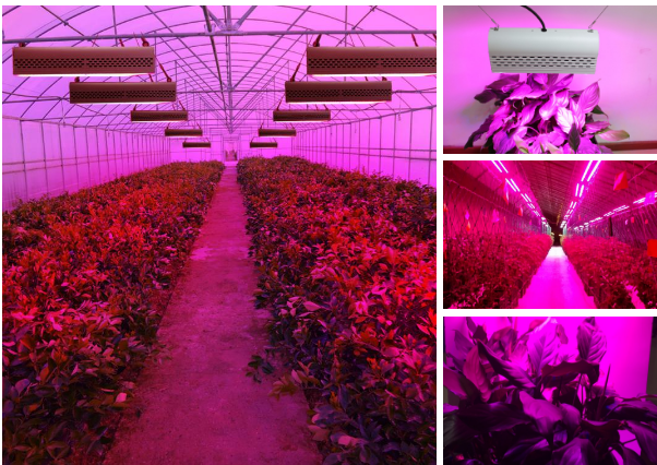 Greenhouses LED Plant Grow Light