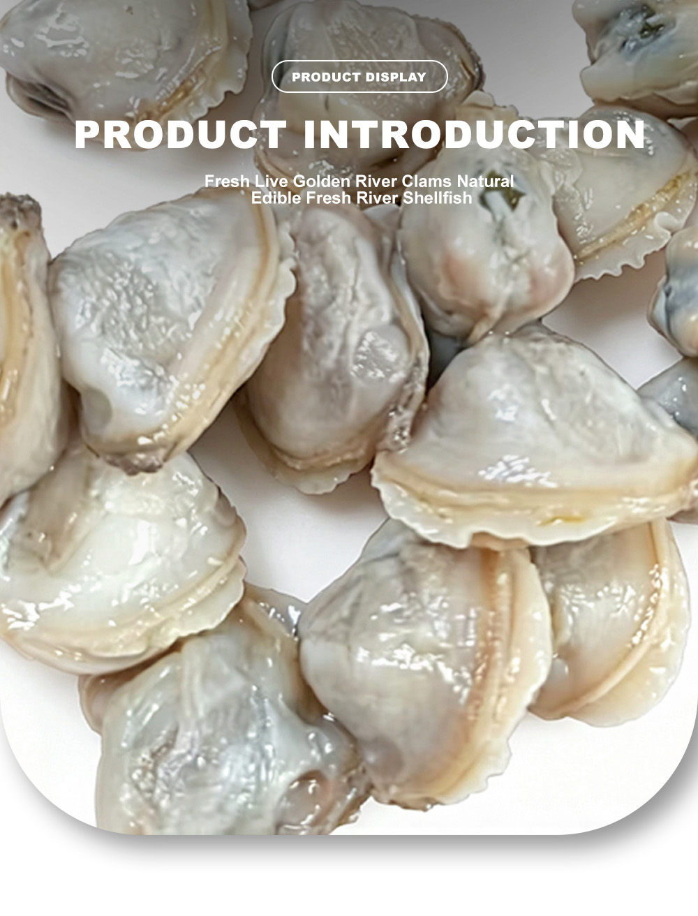 16-clam meat-x