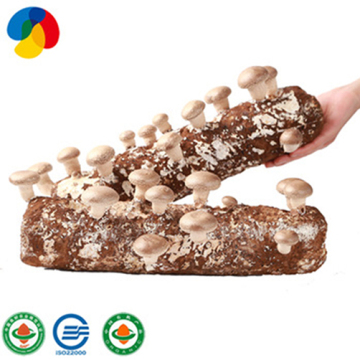 GAP shiitake mushroom seed