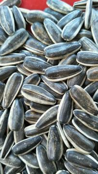 sunflower seeds